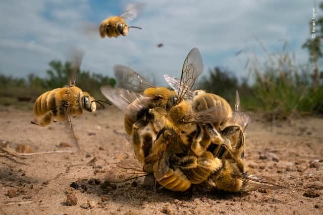 Winning entry for the Wildlife Photographer of the Year 2022. Credit: Karine Aignerwas