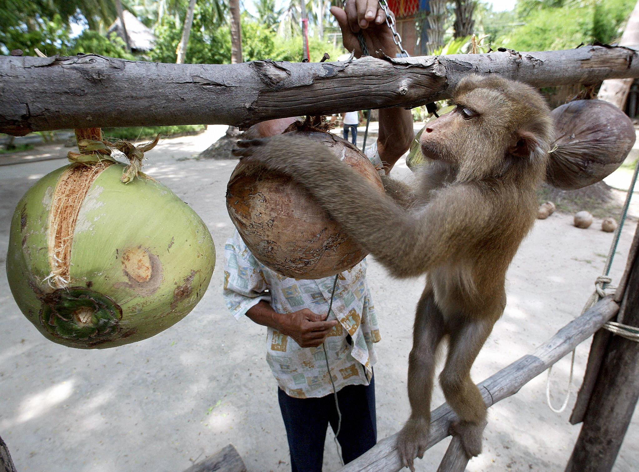 are monkeys being forced to collect coconuts?