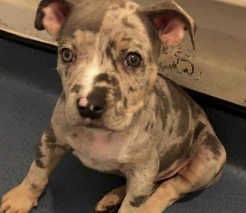 A two-month old bulldog puppy was also stolen. Photo: Met Police/SWNS