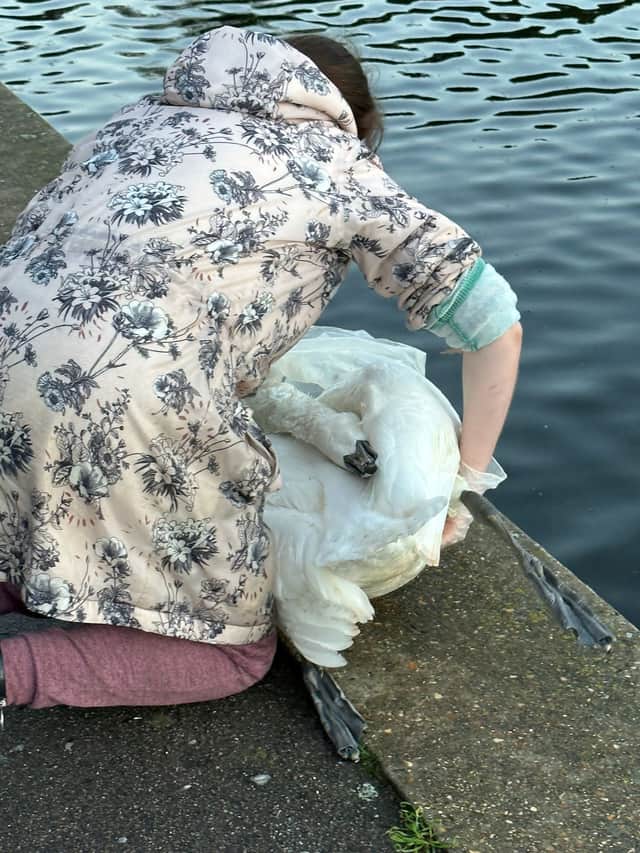 A dead swan is recovered from Eagle Pond in Wanstead Park. Credit: SWNS