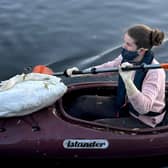  Swan rescuers in London kayaked into a pond to recover more than two dozen dead swans and birds 