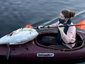  Swan rescuers in London kayaked into a pond to recover more than two dozen dead swans and birds 