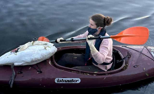 Swan rescuers in London kayaked into a pond to recover more than two dozen dead swans and birds