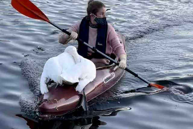 Dead swan recovered from Eagle Pond in Wanstead Park. Credit: SWNS