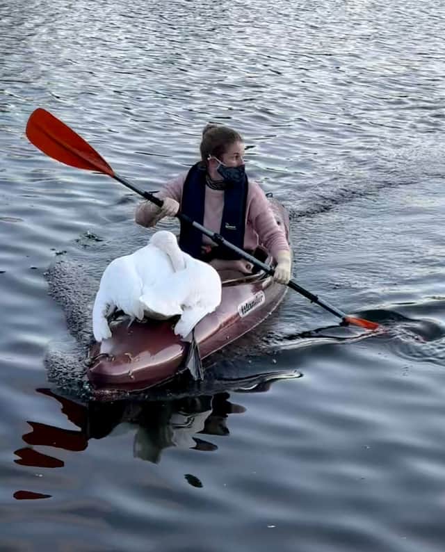 Dead swan recovered from Eagle Pond in Wanstead Park. Credit: SWNS