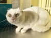 This adorable cat with no ears is looking for a forever home - can you help?