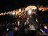 Titanosaur: new dinosaur set to replace London’s Natural History Museum’s beloved Dippy in Spring 2023