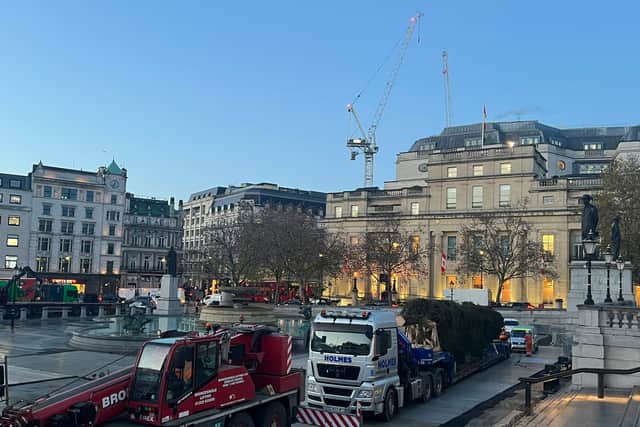 The Christmas tree arriving at Trafalgar Square. Photo: Westminster City Council