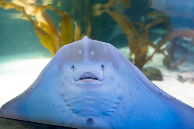 Stingrays playing football at the Sealife London Aquarium. Photo: Will Ireland/PinPep