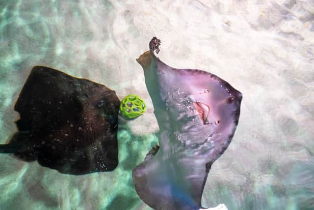 Stingrays playing football at the Sealife London Aquarium. Photo: Will Ireland/PinPep