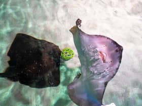 Stingrays playing football at the Sealife London Aquarium. Photo: Will Ireland/PinPep