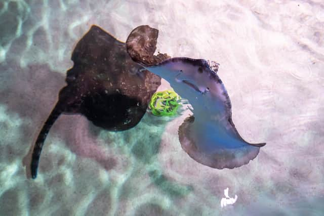 Stingrays playing football at the Sealife London Aquarium. Photo: Will Ireland/PinPep