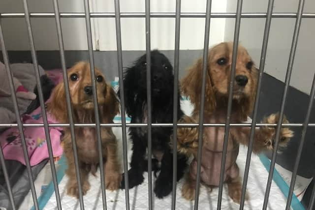 The RSPCA  has seen a shocking 25% rise in the number of abandonment incidents. Credit: RSPCA