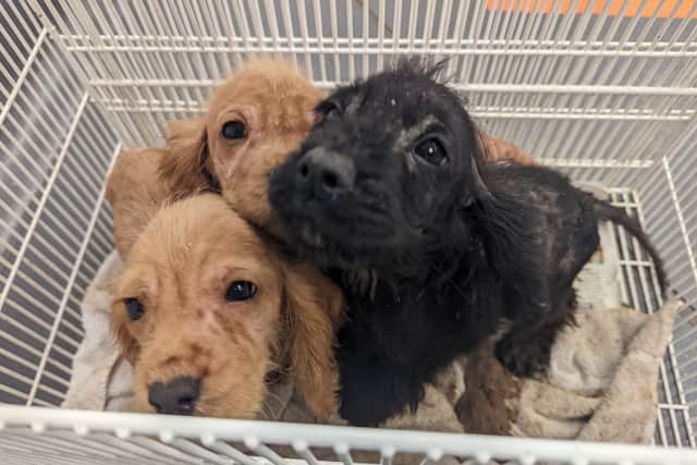 This trio of puppies were found abandoned in an alleyway in Edgware. Credit: RSPCA