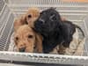 Three ‘helpless’ puppies found dumped in Edgware alleyway, as RSPCA warns of rising cases of abandonment