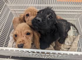 This trio of puppies were found abandoned in an alleyway in Edgware. Credit: RSPCA