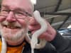 Three foot albino corn snake called Antoinette rescued by mechanic after going AWOL during car journey