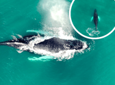 Gareth Tibbs caught rare footage of the whale swimming in waters off the shore of St Mary’s Island.