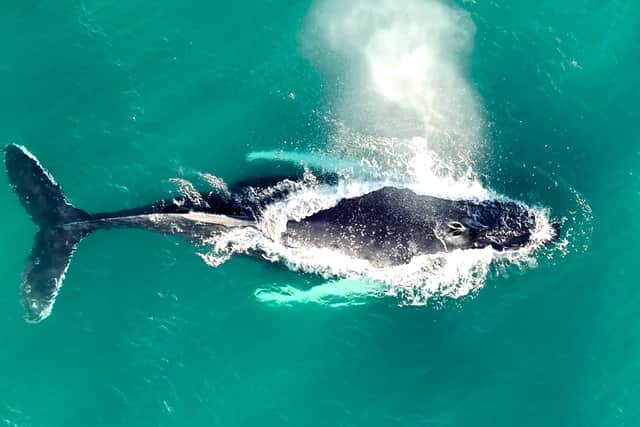 Gareth Tibbs caught rare footage of the whale swimming in waters off the shore of St Mary’s Island.