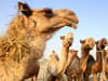 Camel flu: UK doctors on alert for ‘rare but severe’ coronavirus as England fans return home from World Cup