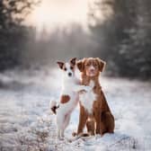 Here’s how you can keep your beloved pet pooch warm and healthy during winter. 