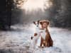 Tips on how to keep your dogs warm and active in cold winter weather