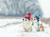 Can dogs get colds like humans? Here’s how to protect your pets this winter