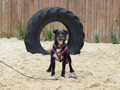 Nigel, an “active and playful” Patterdale cross terrier might be London’s loneliest dog. Photo: Dogs Trust