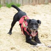 Nigel, an “active and playful” Patterdale cross terrier might be London’s loneliest dog. Photo: Dog’s Trust