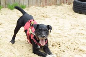 Nigel, an “active and playful” Patterdale cross terrier might be London’s loneliest dog. Photo: Dog’s Trust