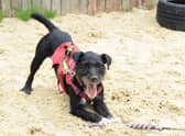 Nigel, an “active and playful” Patterdale cross terrier might be London’s loneliest dog. Photo: Dog’s Trust