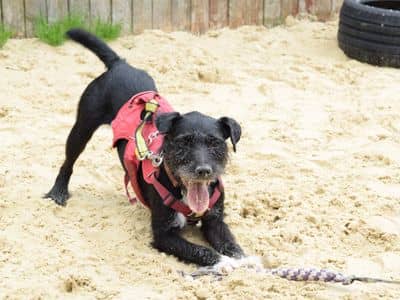 <p>Nigel, an “active and playful” Patterdale cross terrier might be London’s loneliest dog. Photo: Dog’s Trust</p>