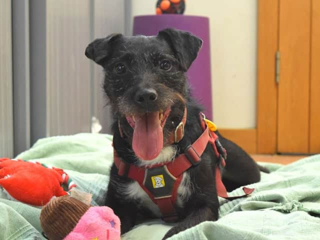 Nigel, an “active and playful” Patterdale cross terrier might be London’s loneliest dog. Photo: Dogs Trust