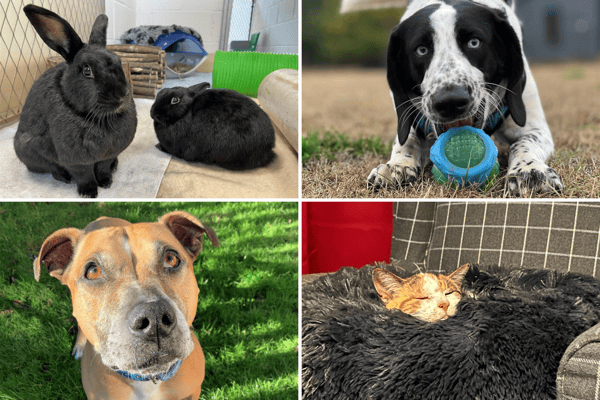 Some of the animals looking for homes at Blue Cross