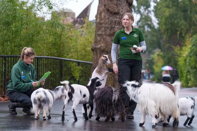 Zoo keepers count Pygmy goats at the 2023 London Zoo stocktake. Credit:  ZSL London Zoo/Dominic Lipinski