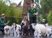 Zoo keepers count Pygmy goats at the 2023 London Zoo stocktake. Credit:  ZSL London Zoo/Dominic Lipinski