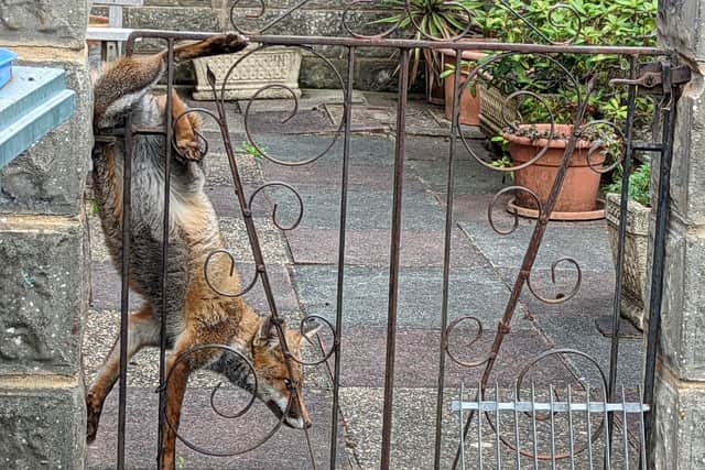 A fox stuck in a gate was one of the RSPCA’s wackiest animal rescues of 2022. Photo: RSPCA / SWNS