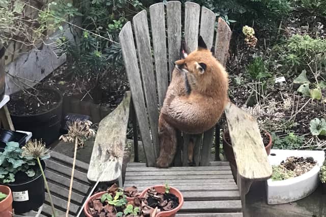 A fox stuck in a garden chair was one of the RSPCA’s wackiest animal rescues of 2022. Photo: RSPCA / SWNS