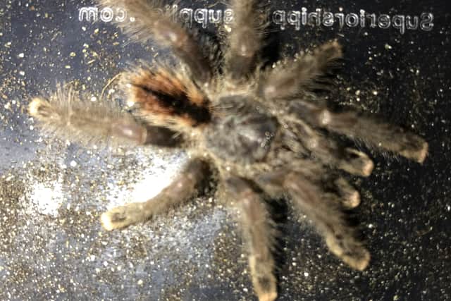 A tarantula on a train was one of the RSPCA’s wackiest animal rescues of 2022. Photo: RSPCA / SWNS