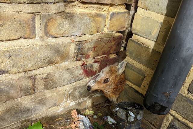A fox stuck in a wall was one of the RSPCA’s wackiest animal rescues of 2022. Photo: RSPCA / SWNS