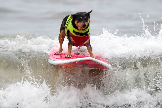 Life jackets are also recommended for puppies as they learn to wade through water 