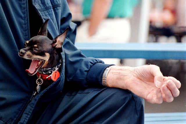 Smaller dogs are more likely to feel anxious which can make your worried puppy less responsive to commands