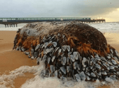 The goose barnacles washed up on a beach in Bournemouth. The sea creatures are a rare delicacy that sell for up to £80 a kilo. Photo by John Jennings on Instagram @horizonjphotography