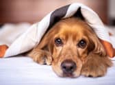 Pet thefts in London are on the rise, new figures have shown