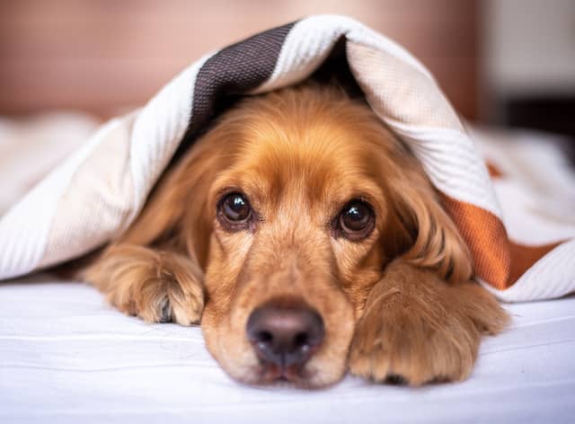 Pet thefts in London are on the rise, new figures have shown