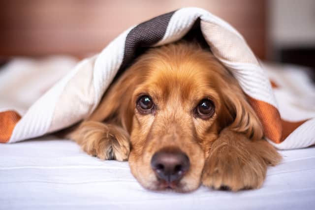 Pet thefts in London are on the rise, new figures have shown