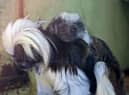 Nigel the young cotton-top tamarin monkey on mother Florencia’s back at  Drusillas Zoo Park in Alfriston, East Sussex (Credit: Drusillas Zoo Park/SWNS)