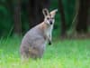 Wild Wallaby: Watch the moment stunned man spots ‘kangaroo’ on the loose in frozen Yorkshire countryside