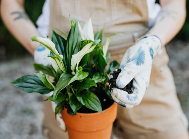 <p>Retailing at around £40, the Peace Lily is a little pricey but may prove a worthy investment for many during the cost of living crisis. </p>