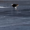 A teenage girl and a dog were rescued after falling through ice in Leytonstone. Photo: Getty (stock image)